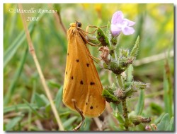 Insetti dalla Croazia: Indice fotografico